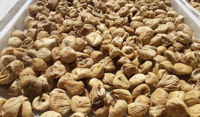 Kuru incirde yeni sezon başlıyor: İhracat 28 Eylül’de başlayacak