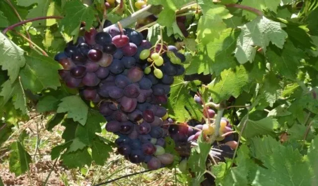 Kavacık üzümünde üretici ile market arasındaki fiyat farkı büyüyor