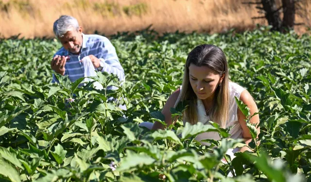 Bornova’da dayanışma bostanında hasat: Muhtarlar ve Başkan Eşki tarlada buluştu