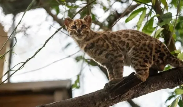 Bilim dünyasında heyecan: Bolivya’da yeni kedi türü keşfedildi