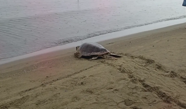 İzmir’de yaralı bulunan 4 caretta caretta yeniden denizle buluştu