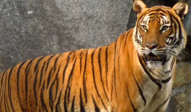 Bengal kaplanının saldırdığı kişi yaşamını yitirdi