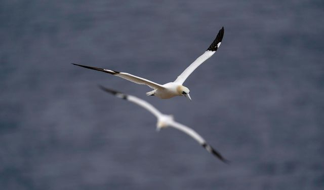 Göçmen kuşlar da jet-lag oluyor: Yüzlerce kilometre rotalarından sapabiliyorlar
