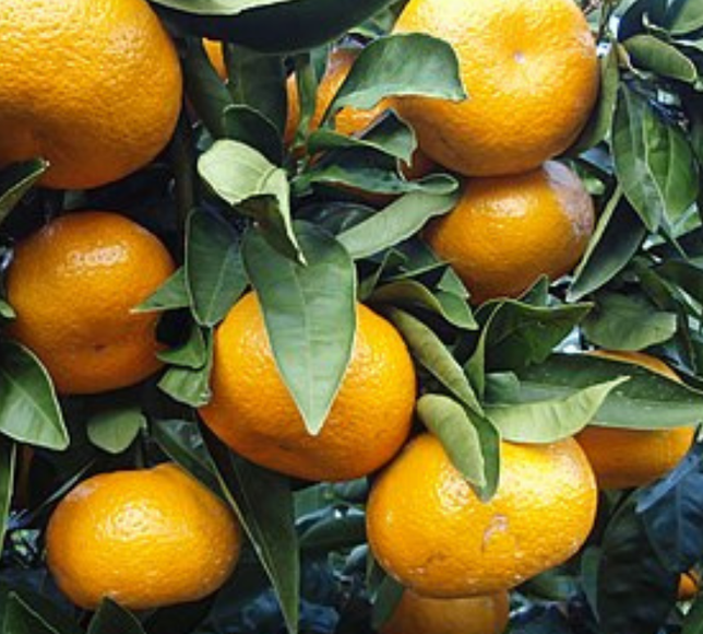 Mandalina ihracatı 615 milyon dolarla rekor kırdı