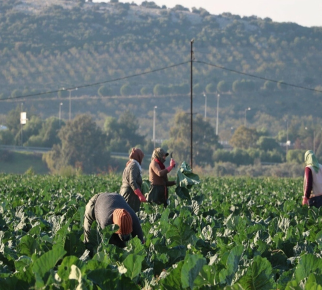 Torbalı’da sebzeler erken olgunlaştı: Fiyatlar düşüşe geçti