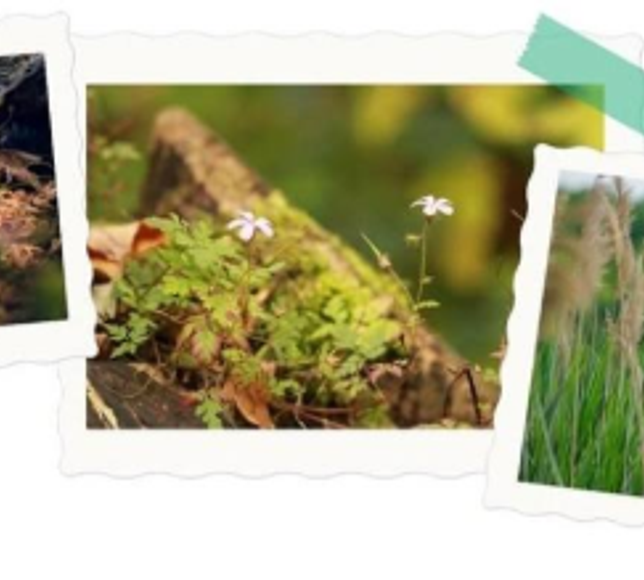 Çeşme Ot Festivali’ne özel fotoğraf yarışması başlıyor