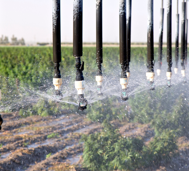 Kınık Tarım OTB’de tıbbi kenevir için yeni dönem