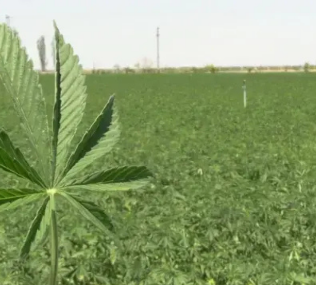 Kenevirde yeni dönem: Üretim ve satış Resmî Gazete ile düzenlendi, İzmir de listede