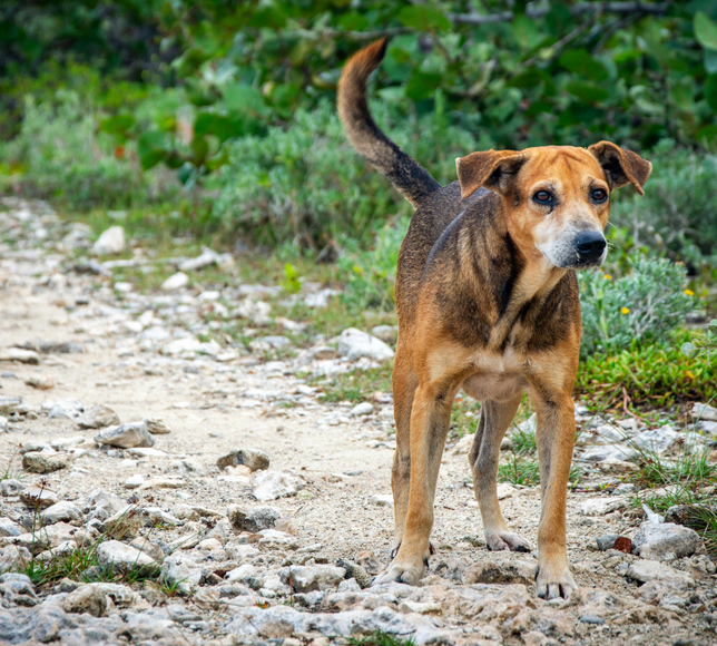 İzmir’de 98 bin metrekarelik doğal yaşam alanı: Üç belediye sokak hayvanları için protokol imzalamaya hazırlanıyor