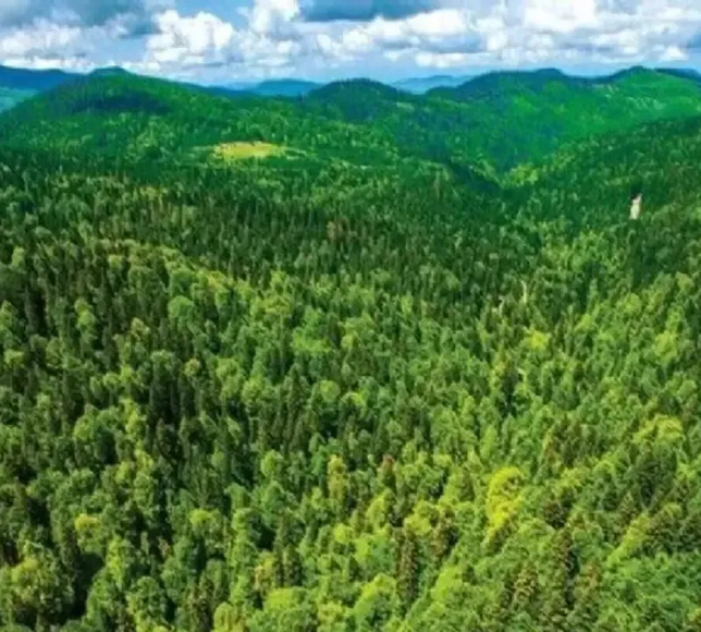 İzmir’de orman alanı tahsisi tartışması: Milletvekili Kılıç’tan sert tepki