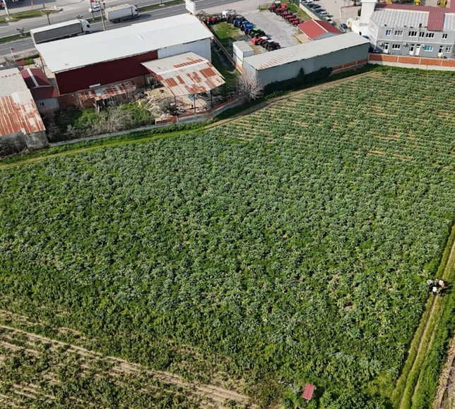 Menemen Ovası baharı enginarla karşıladı: Hasat hız kazandı