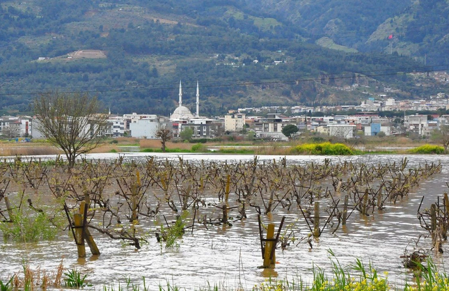 Gediz taşkını üreticiyi tedirgin ediyor