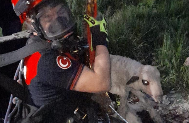 Kuyuya düşen kuzuya itfaiyeden zamanla yarışan kurtarma