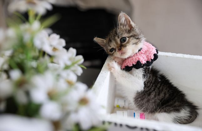 Buca Belediyesi seferber oldu: Zero hayata tutundu