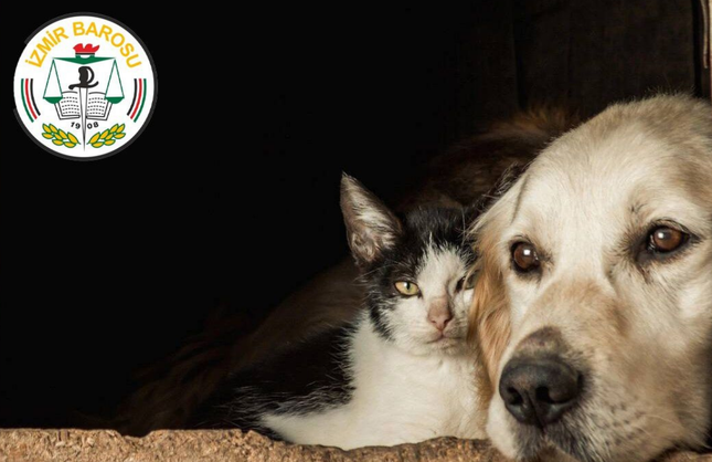 İzmir Barosu’ndan 4 Nisan mesajı: Sokak hayvanları sahipsiz değil, hak sahibidir