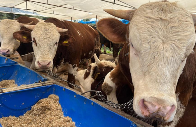 İzmir'de kurban pazarları kurulmaya başladı: Fiyatlar 500 bin liraya kadar çıkıyor