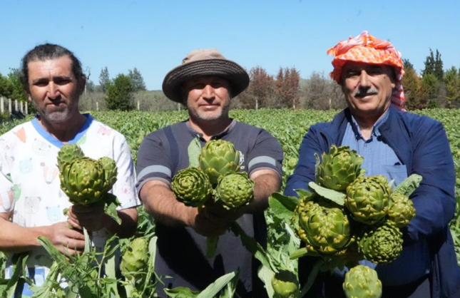 Urla’da sakız enginarı hasadı başladı: Tescilli lezzet sofralara ulaşıyor