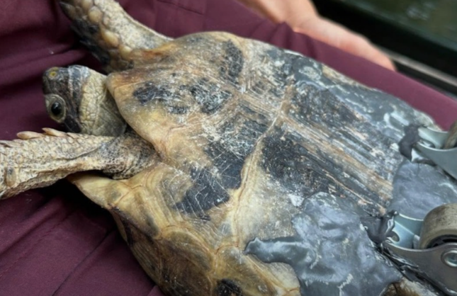 İzmir'de felçli kaplumbağaya hayat veren müdahale