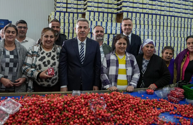 İzmir’de kiraz sezonu açıldı: İlk hasat Rusya ve Kanada'ya ihraç edildi
