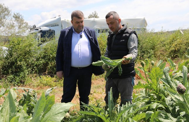 Seferihisar’da enginar hasadı başladı: Başkan Yetişkin üreticiyle tarlada buluştu