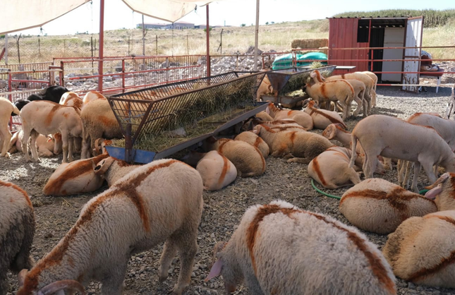 Ayvalık Belediyesi Kurban Bayramı hazırlıklarını tamamladı