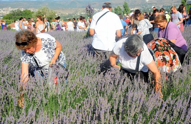 Seferihisar mor renklere bürünecek: 11'inci Lavanta Hasat Şenliği