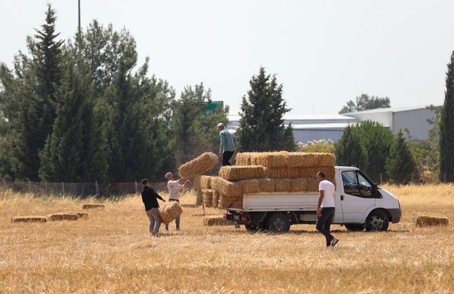 Buca Belediyesi'nden hayvancılık yapan üreticilere saman desteği