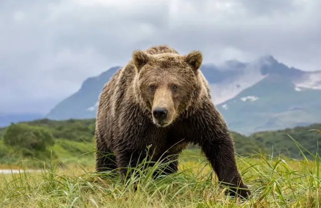 WWF Türkiye’den Seferihisar’daki ayı saldırısı açıklaması: Normal bir davranış değil!