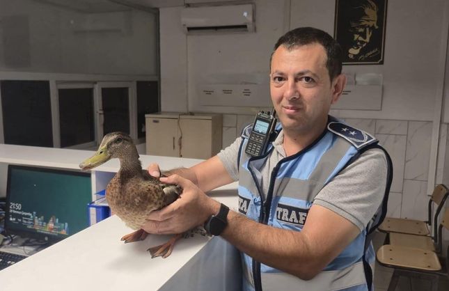 İzmir'de zabıta ekipleri trafiği durdurup ördeği kurtardı