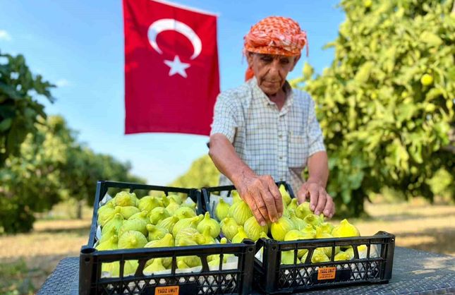 İzmir’de Bardacık İnciri mesaisi başladı! Kilosu tarlada 200, pazarda 350 TL