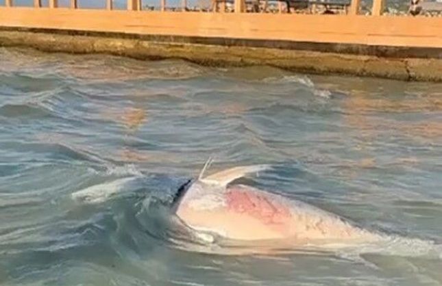 Çeşme ve Karaburun’da orkinos alarmı: Ölümlerin nedeni belli oldu