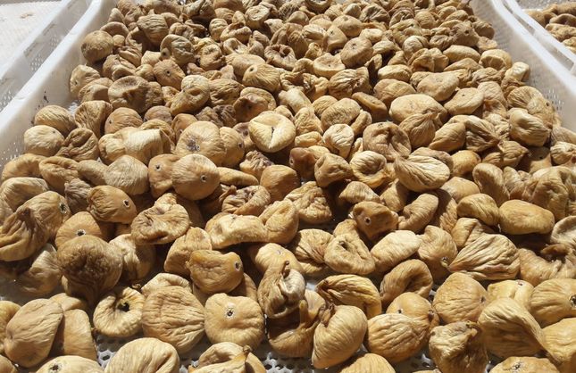 Kuru incirde yeni sezon başlıyor: İhracat 28 Eylül’de başlayacak