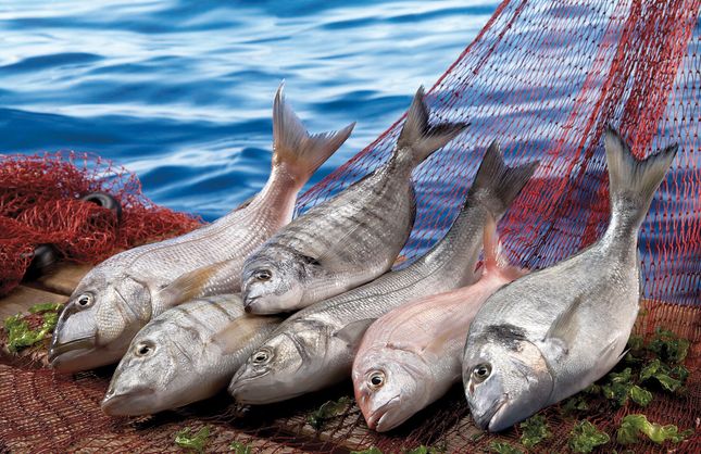 Su ürünleri sektörü Future Fish Eurasia’da İzmir’de buluşuyor