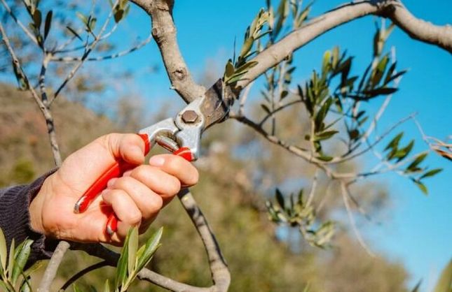 Buca Belediyesi’nden üreticiye ücretsiz zeytin budama eğitimi