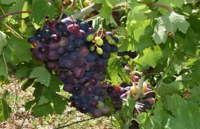 Kavacık üzümünde üretici ile market arasındaki fiyat farkı büyüyor