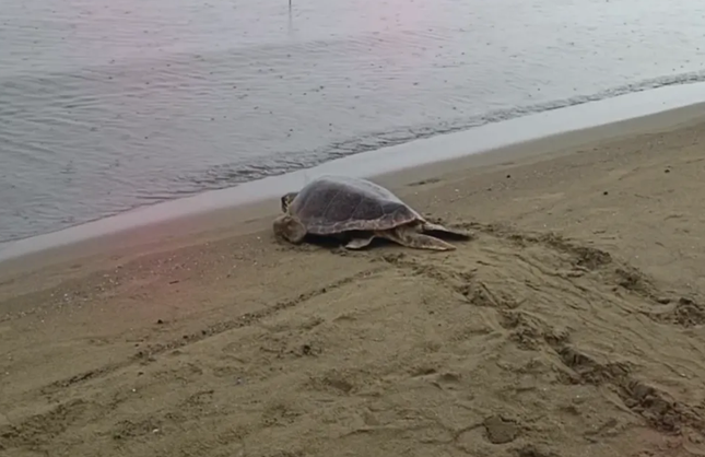 İzmir’de yaralı bulunan 4 caretta caretta yeniden denizle buluştu