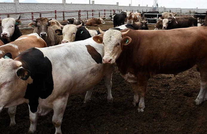 2026 kurbanlık fiyatları belli oldu! Büyükbaş 400 bin TL’ye dayandı