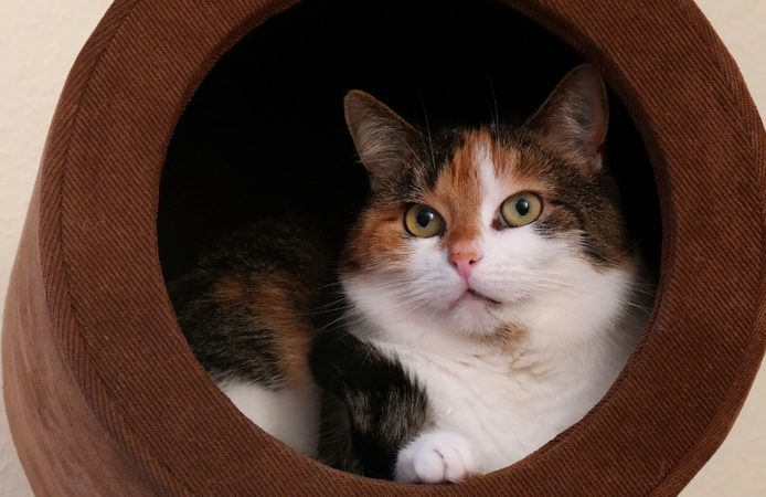 Kediler neden uyuyan sahibini izler?