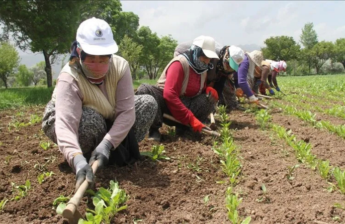 81 ile talimat gitti! Mevsimlik tarım işçileri için yeni düzenleme