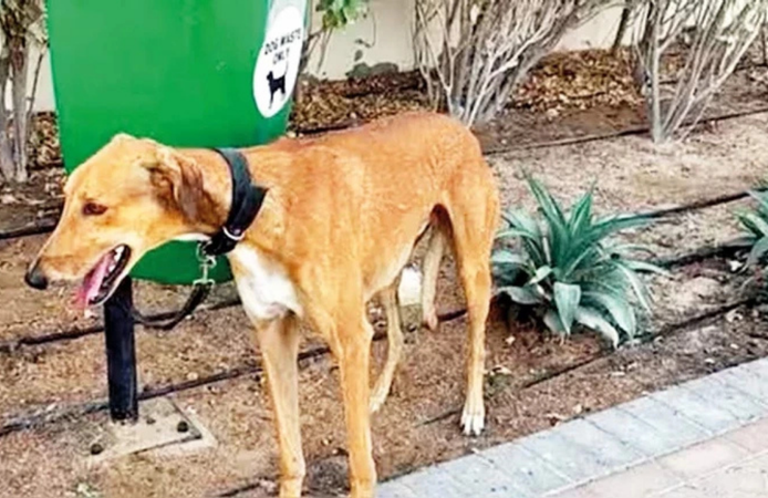 Savaş paniği Dubai’de terk edilmiş can dostlarıyla sonuçlandı: Köpekler direğe bağlandı, kediler kutulara bırakıldı