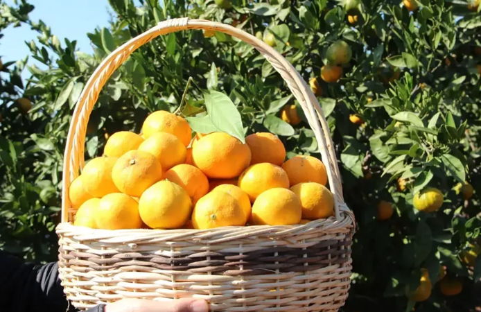 Ege’den yaş meyve sebze ihracatında güçlü başlangıç