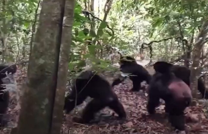 Uganda’da şempanzeler arasında iç savaş çıktı: 24 can kaybı