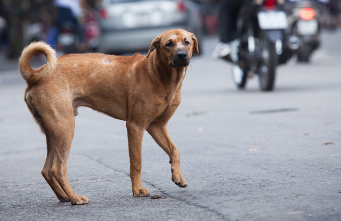 İçişleri Bakanı Çiftçi’den sokak köpekleri açıklaması: Ekim sonuna kadar hepsi toplanacak