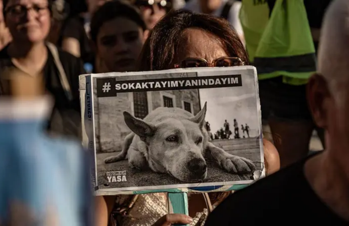 Sokak hayvanları düzenlemesinde iki yıl geride kaldı: Sahada neler yaşandı, tartışmalar neden sürüyor?