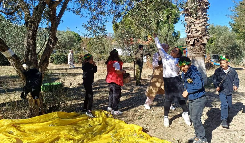 Urla'da öğrenciler zeytin hasadına katıldı