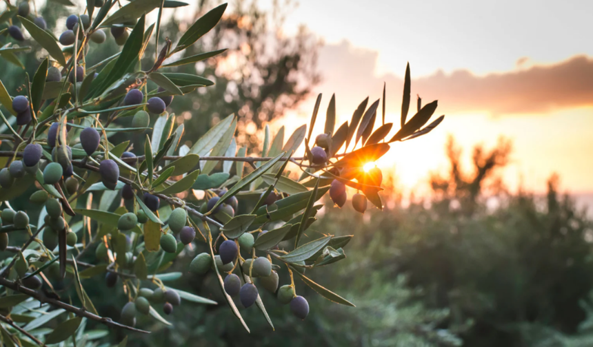 Aliağa’da 3. Zeytin Hasat Şenliği 9 Kasım'da başlıyor!