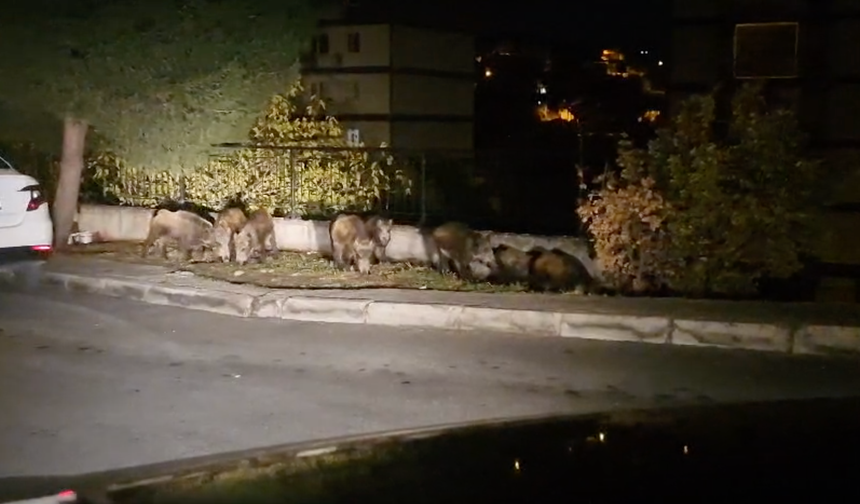 İzmir Çiğli'de domuzların sokakta yiyecek aradığı görüntülendi