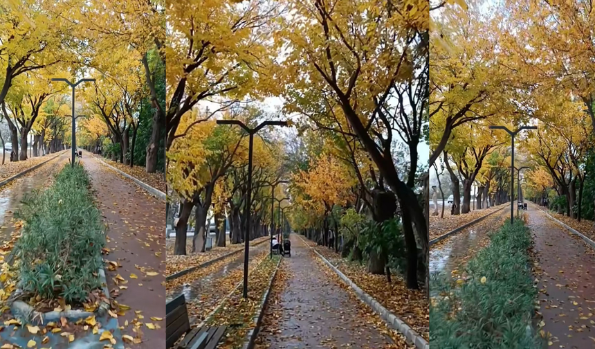 İzmir Selçuk'ta Dutlu Yol: Eşsiz bir sonbahar rotası!