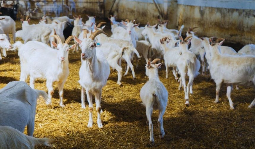 İzmir Tireli kadın çiftçinin başarı öyküsü: Bir keçiden çiftlik sahipliğine