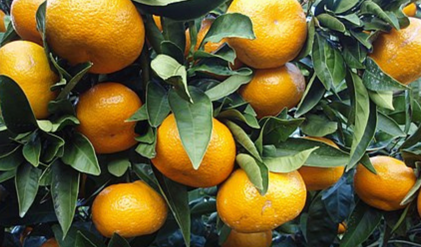 Mandalina ihracatı 615 milyon dolarla rekor kırdı